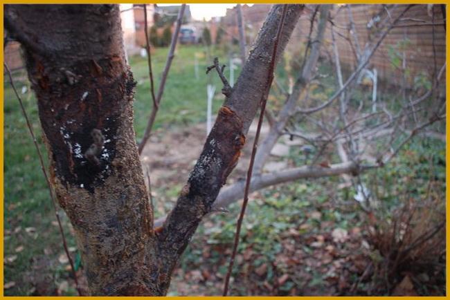 มะเร็งแอปเปิล