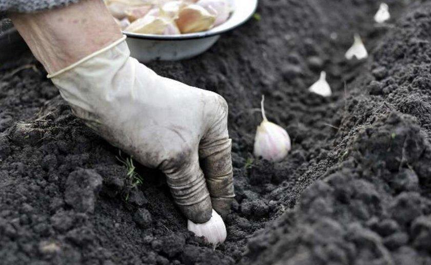 การปลูกกระเทียม Lyubasha