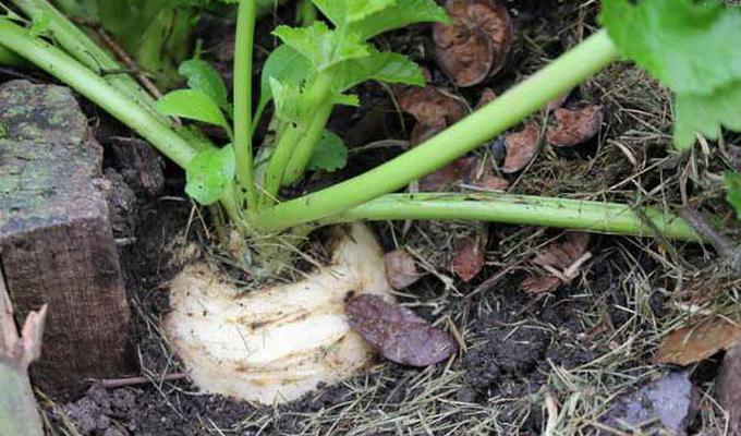 การปลูกพาร์สนิป