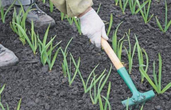 การกำจัดวัชพืชในแปลงดอกไม้