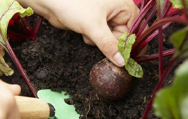 การเก็บเกี่ยวหัวบีท