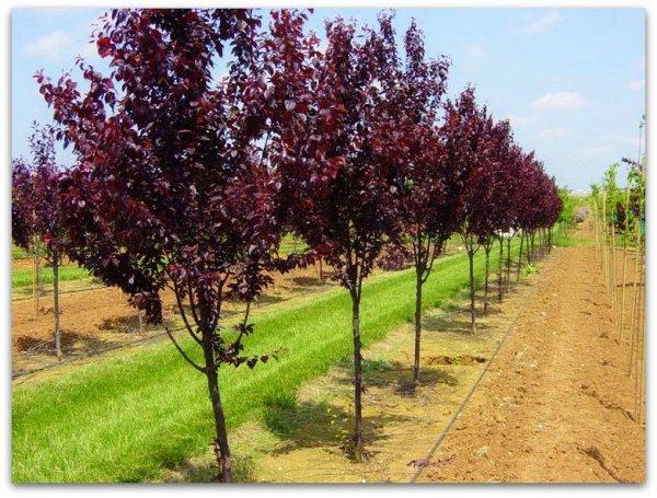 การปลูกและการดูแลเชอร์รี่พลัม