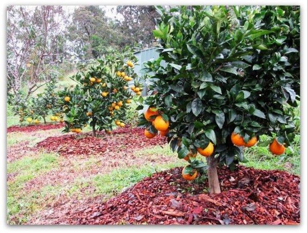 แอปริคอตแคระ