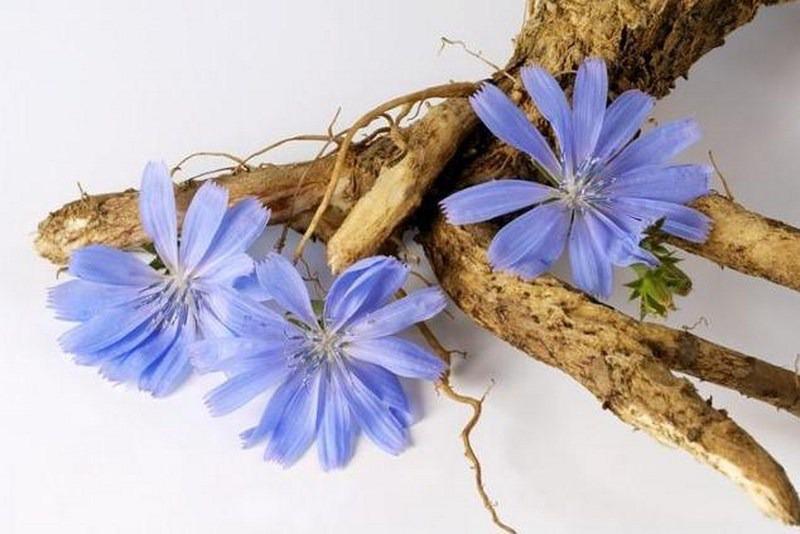 ดอกชิโครี