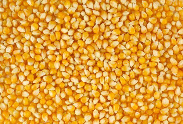 ข้าวโพดจำนวนมาก