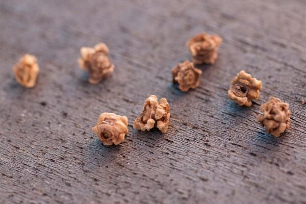 เมล็ดบีทรูท