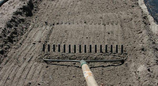 การหว่านเมล็ดบีทรูท