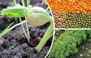 ถั่วเลนทิลเติบโตอย่างไรและที่ไหน คำอธิบายพันธุ์และเทคโนโลยีการเพาะปลูก