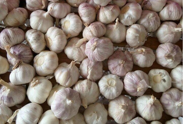 กระเทียมเยอะมาก