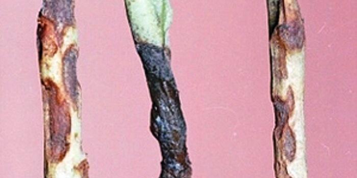 โรคโหระพา