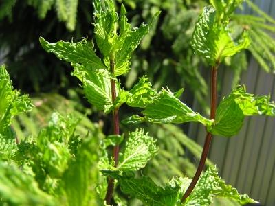 สะระแหน่