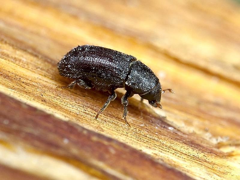 ด้วงเปลือกหัวบีท