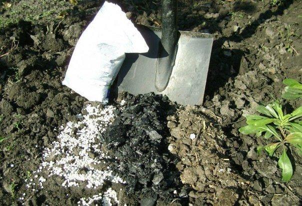 การปลูกกระเทียม