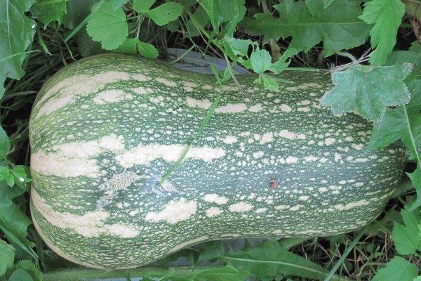 พันธุ์บาร์บาร่า