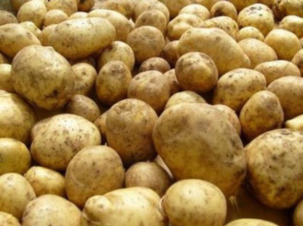 พันธุ์มันฝรั่ง