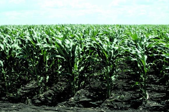 champ de maïs