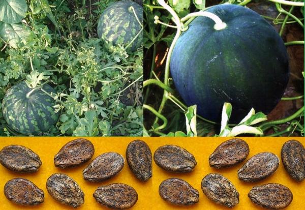 เมล็ดแตงโม