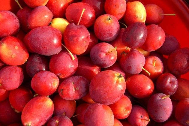 พันธุ์เคอร์