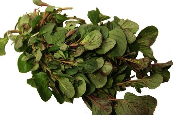 ช็อกโกแลตมิ้นต์