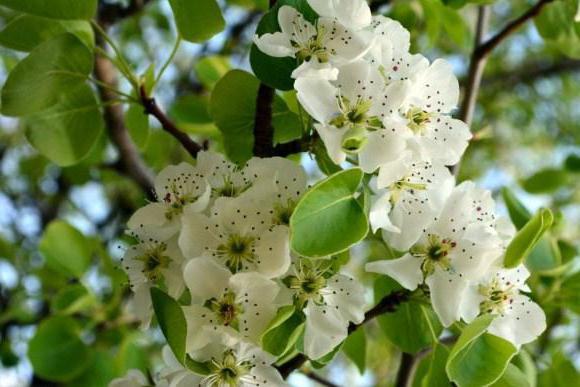 ดอกซากุระ