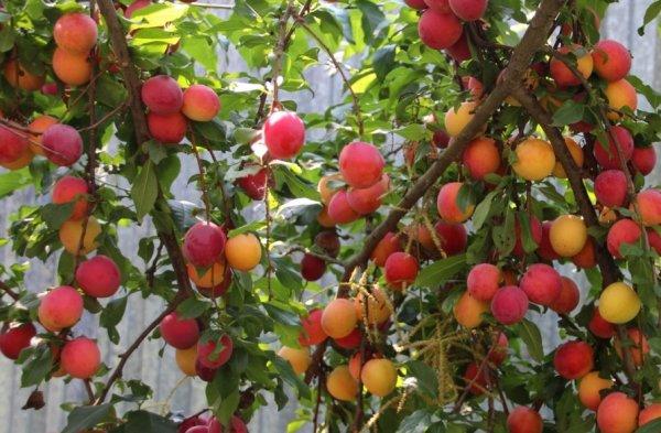 พันธุ์เชอร์รี่พลัม