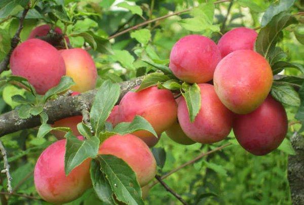 พันธุ์ทิมิเรียเซฟสกายา