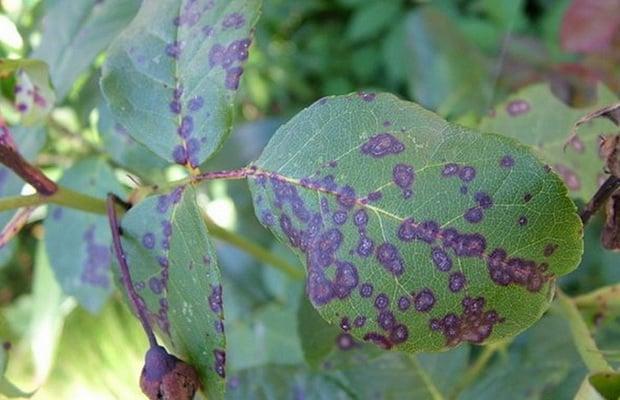 โรคและแมลงศัตรูพืช