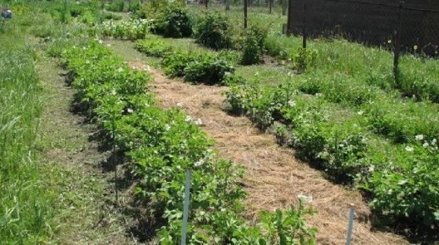 การดูแลแปลงสวน