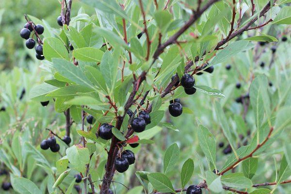 เชอร์รี่ทราย