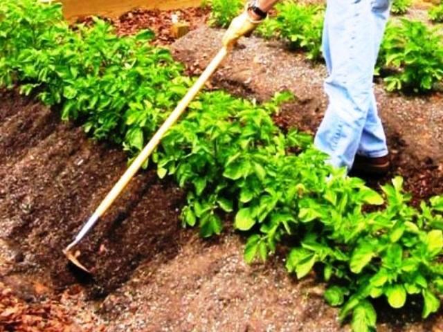 การพรวนดินมันฝรั่ง