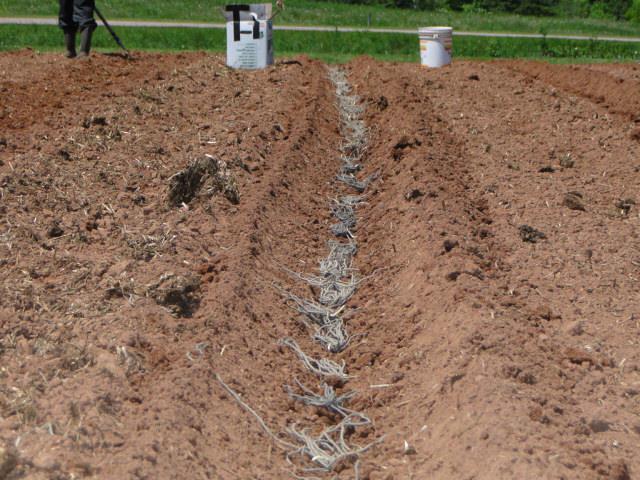 ตึกสูงในสวน