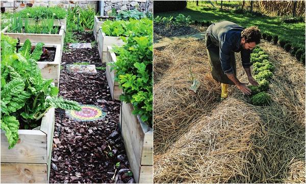 การควบคุมหญ้า