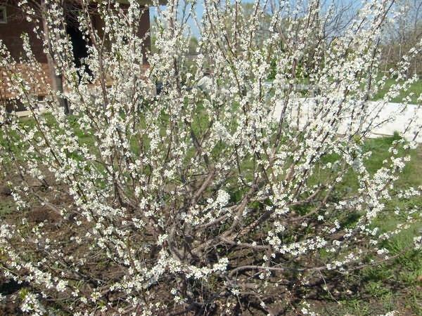 เชอร์รี่พลัมที่เดชา