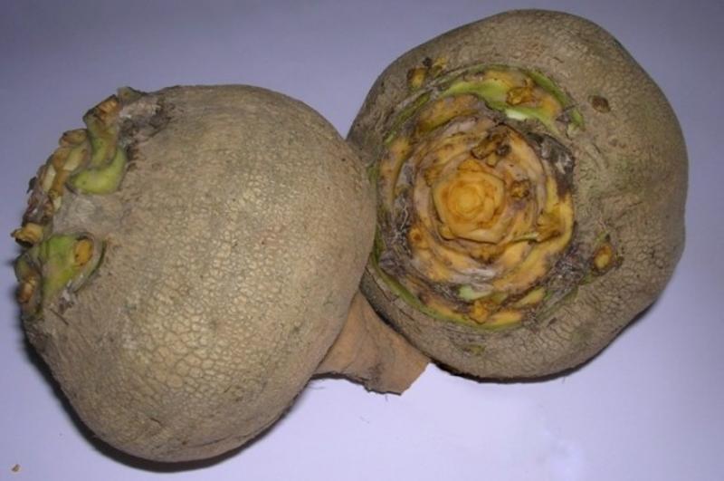 รูทาบาก้า ความรักของเด็ก ๆ