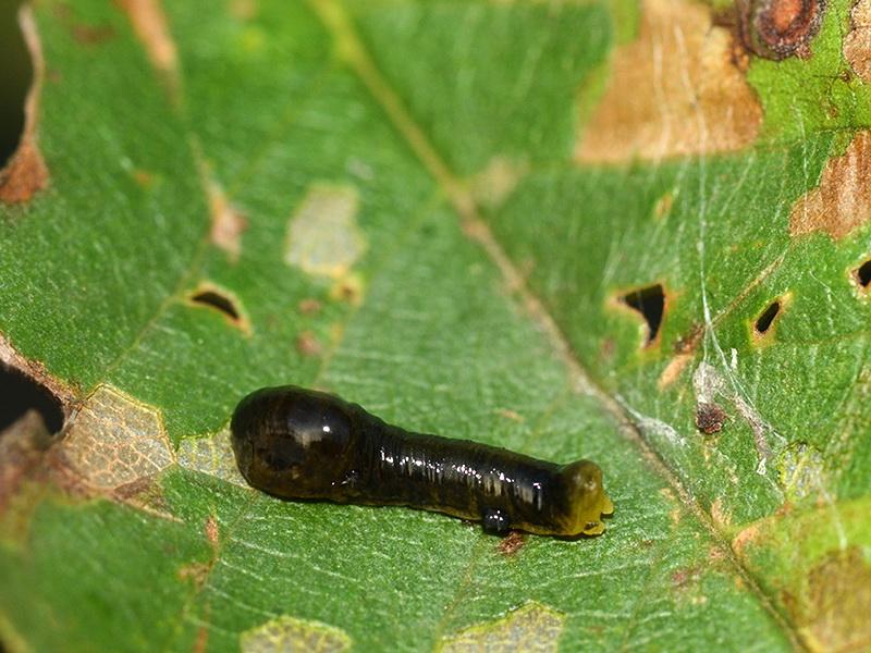 ศัตรูพืชเชอร์รี่