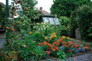 คุณสามารถปลูกอะไรได้บ้างใต้ต้นแอปเปิล และกฎในการเลือกเพื่อนบ้านที่ดีที่สุดในสวน?