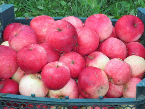 ต้นแอปเปิลแมนเทต