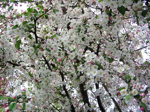 ดอกแอปเปิ้ล