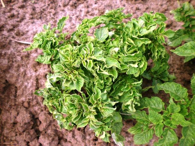 โรคมันฝรั่ง