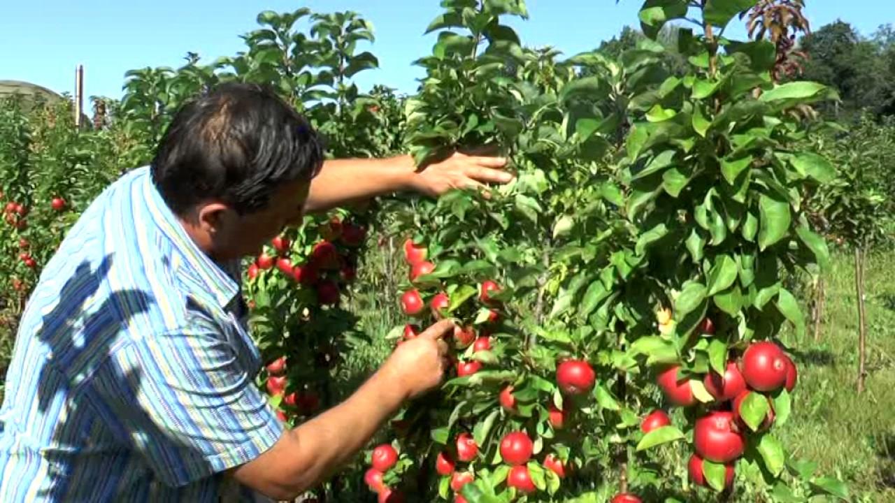 entretien des pommiers