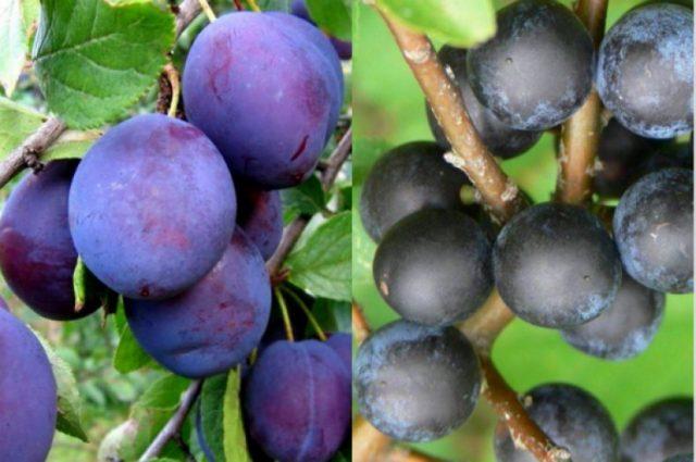 greffer une prune sur une prune