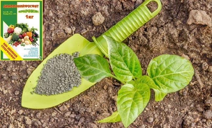 ปุ๋ยดิน