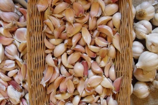 การเก็บรักษากระเทียม