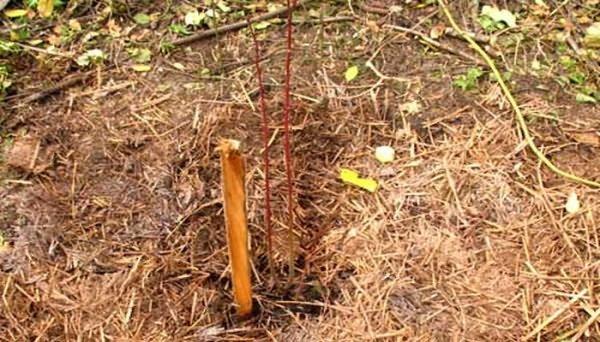 การคลุมดินของดยุค