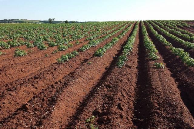 champ de pommes de terre