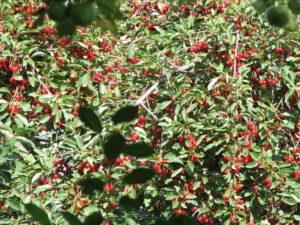 ลักษณะและคำอธิบายพันธุ์ไม้เชอร์รี่พุ่มไม้ กฎการปลูกและการดูแล