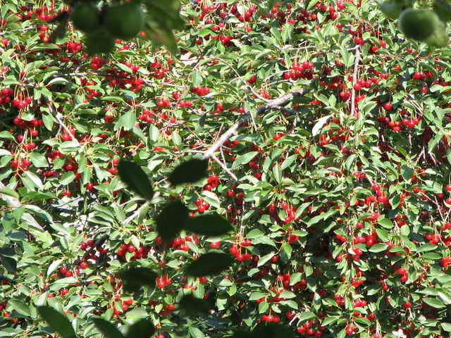 พุ่มเชอร์รี่