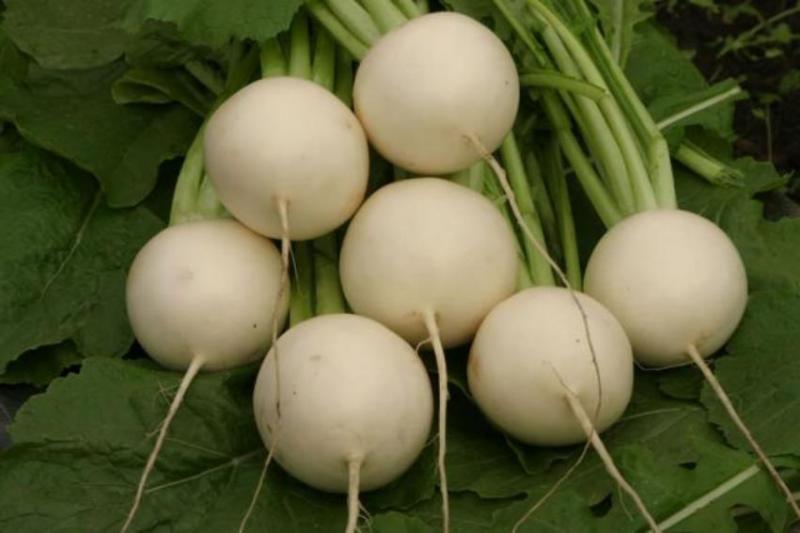 หัวผักกาด สโนว์เมเดน