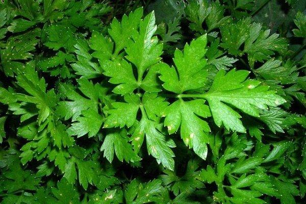 ผักชีฝรั่งพันธุ์หนึ่ง