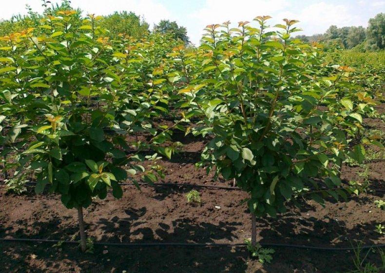 สวนเชอร์รี่